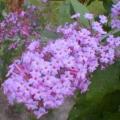 BUDDLEIA PETITE PLUM #5