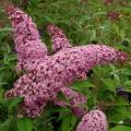 BUDDLEIA PINK DELIGHT #5