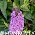 MONR BUDDLEIA PUGSTER AMETHY #2