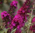 BUDDLEIA ROYAL RED #1