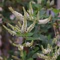 BUDDLEIA WHITE PROFUSIO #5