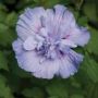 ALTHAEA BLUE CHIFFON #3