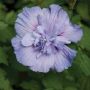 ALTHAEA BLUE CHIFFON #5