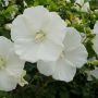 ALTHAEA DIANA WHITE #15