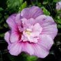 ALTHAEA LAVENDER CHIFFON #5