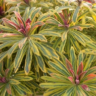 EUPHORBIA M. ASCOT RAINBOW #1