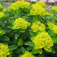 EUPHORBIA SZ 4.5