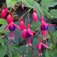 FUCHSIA #1