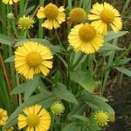 HELIANTHEMUM SUNROSE #1