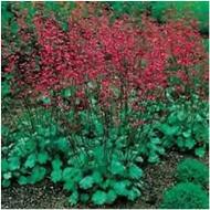 HEUCHERA FIREFLY #1