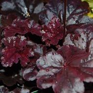 HEUCHERA OBSIDIAN #1