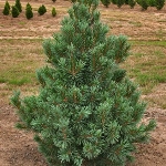 CONIFER