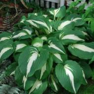 HOSTA NIGHT BEFORE CHRISTMAS #1