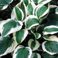 HOSTA PATRIOT #1