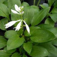 HOSTA ROYAL #2