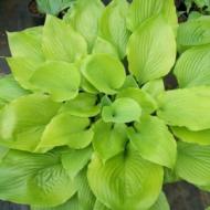 HOSTA SUM & SUBSTANCE #1