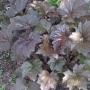 HEUCHERA PURPLE PALACE #1