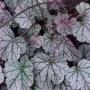 HEUCHERA SILVER SCROLLS #1