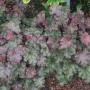 HEUCHERA STORMY SEAS #1