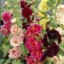 HOLLYHOCK ALCEA  SZ 4.5