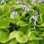 HOSTA AUGUST MOON  #1