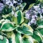 HOSTA WIDE BRIM #1