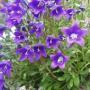 CAMPANULA BELL FLOWER  SZ 4.5