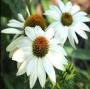 CONEFLOWER POW WOW WHITE #1