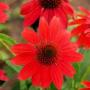 CONEFLOWER SOMBRERO HOT CORAL #1