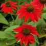 CONEFLOWER SOMBRERO SALSA RED #1