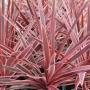 CORDYLINE #1