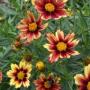 COREOPSIS BIG BANG SERIES #1