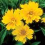 COREOPSIS EARLY SUNRISE #1