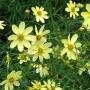 COREOPSIS MOONBEAM #1