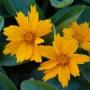 COREOPSIS NANA #1