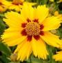 COREOPSIS TEQUILA #1