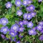 CRANESBILL ROZANNE #1