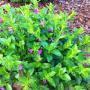 CUPHEA MEXICAN HEATHER SZ 4.5
