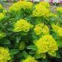 EUPHORBIA SZ 4.5