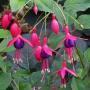 FUCHSIA #1