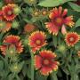 GAILLARDIA ARIZONA SUN #1