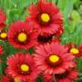 GAILLARDIA BURGUNDY #1