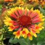 GAILLARDIA FANFARE #1