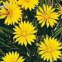 GAZANIA COLORADO GOLD #1