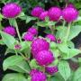 GLOBE AMARANTH 10/JB4 PACK FLAT