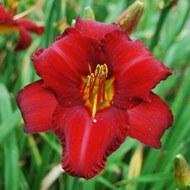 DAYLILY CHICAGO APACHE #1