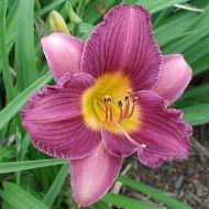 DAYLILY STELLA PURPLE #1