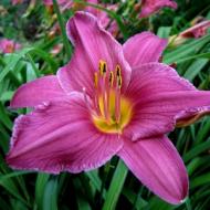 DAYLILY SUMMER WINE #1