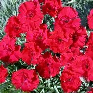 DIANTHUS FIRE STAR #1