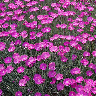 DIANTHUS FIREWITCH #1